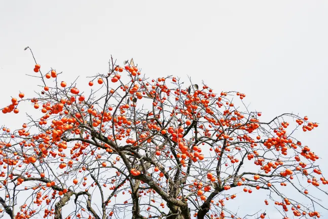 Daegu Hyeonpung Hotel Noble