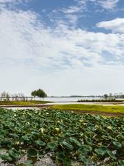 湖北枝江金湖國家濕地公園