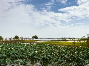 湖北枝江金湖國家濕地公園