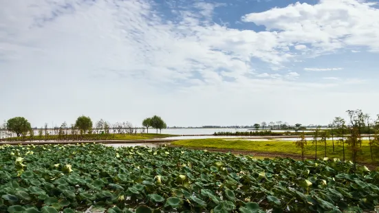 湖北枝江金湖國家濕地公園