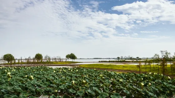 湖北枝江金湖國家濕地公園