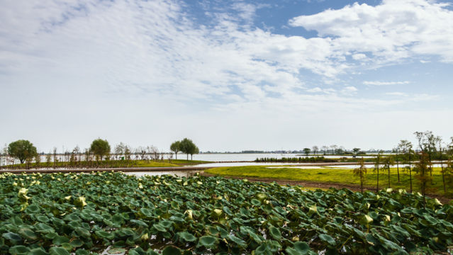 Jinhu National Wetland Park, Zhijiang, Hubei