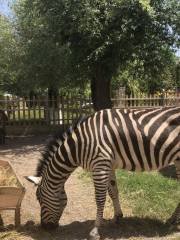 313省道動物園