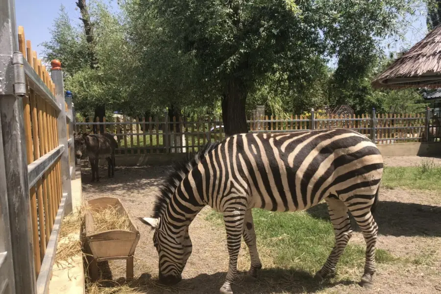 313省道動物園