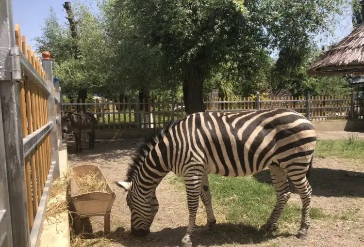 Hotel dekat Zoo
