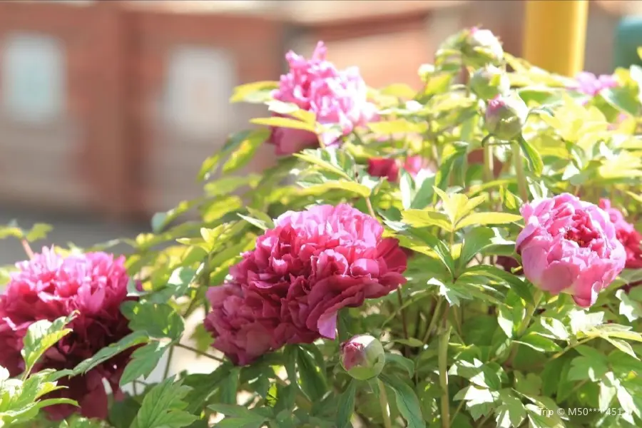 Xuanwei Peony Garden