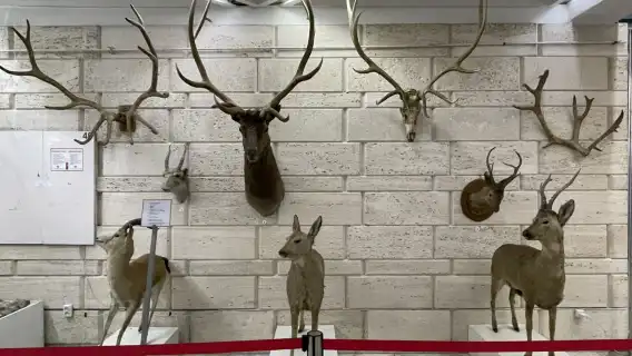 นักแปลทุกประเภท ไกด์ รถเช่าเหมา เช่า ช่างภาพ พนักงานต้อนรับธุรกิจ ผู้ช่วยทางการแพทย์ ไกด์นำเที่ยว การปรับแต่งในคาซัคสถาน