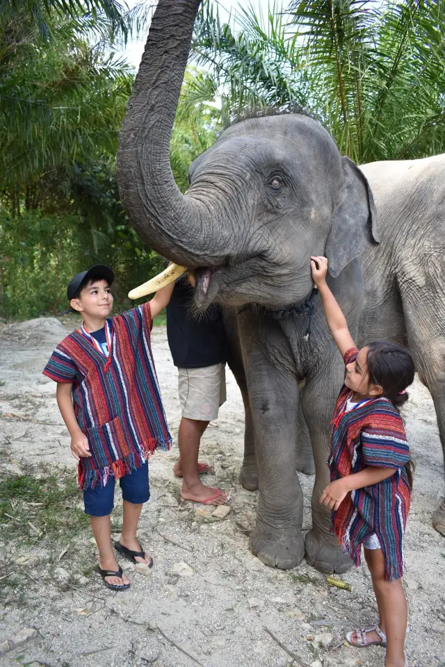 Phuket Elephant Interaction