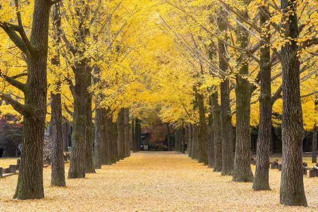 Ginkgo Trees in Seoul