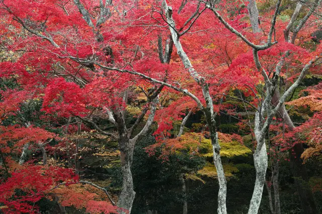 Fall Foliage Sightseeing in Kobe