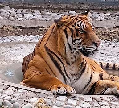 Parque Del Pueblo Zoologico