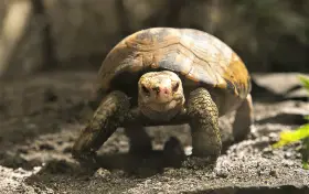 Manila Zoo