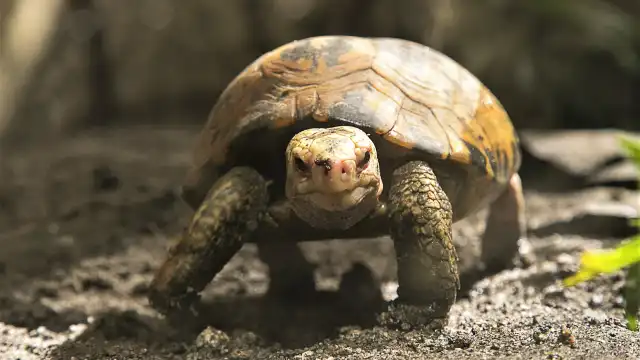 マニラ動物園周辺のホテル