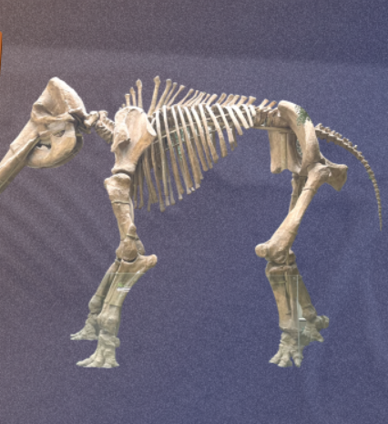 古生物化石展 | 甘肅省博物館