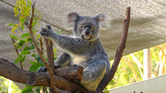 Koala Encounter on the Gold Coast