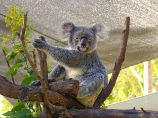 澳洲航空墨爾本到黃金海岸