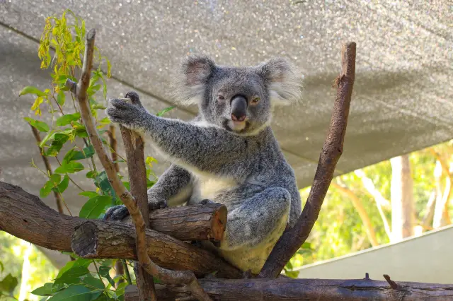 Koala Encounter on the Gold Coast