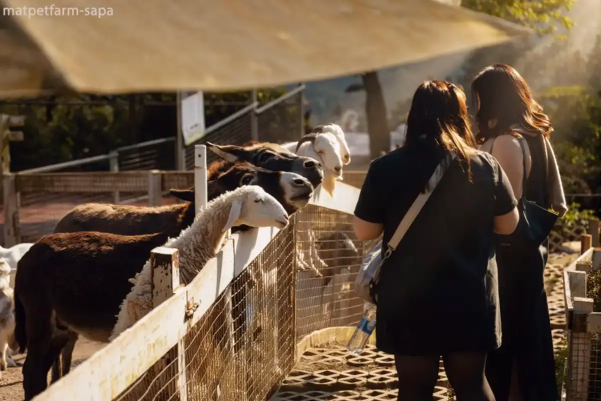 Mat Pet Farm - Sapa