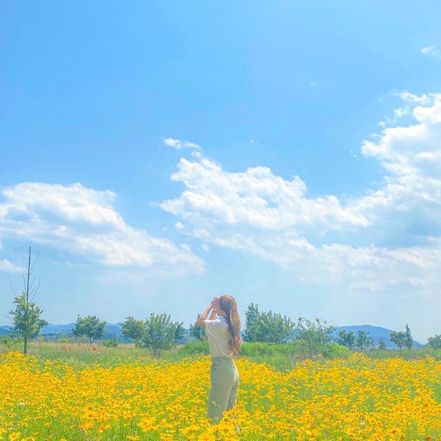 금계국 명소인 밀양 명례성지