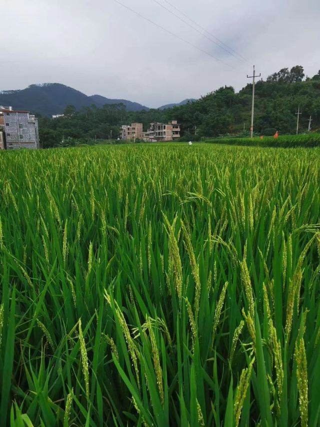 Luoding Longwan Ecological Tourism Area (Jiulong Waterfalls)