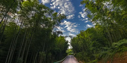 蜀南竹海風景名勝區-翡翠長廊