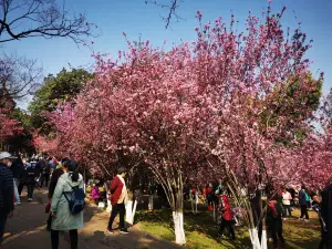 Yuantong Mountain