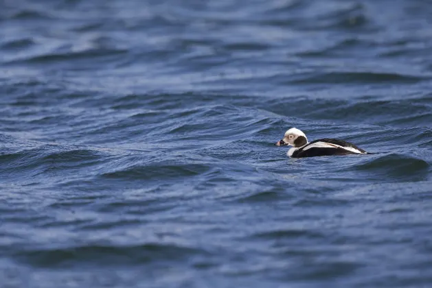 Top City Center Apartments Location Next to Lion Monument