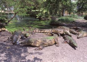 Hotel di Roatan