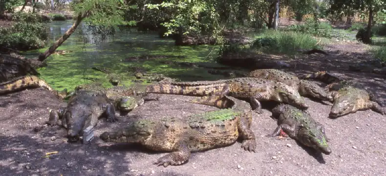 聖佩德羅蘇拉酒店