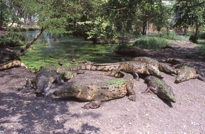 Vuelos a Roatán