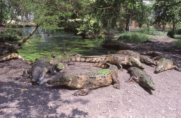 Vuelos a La Ceiba