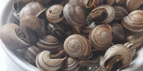 Tasquinha do Gavetas