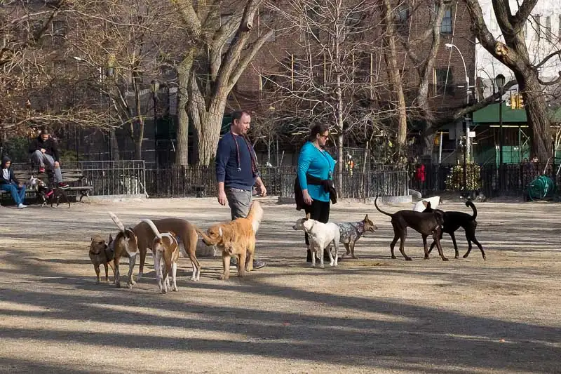 Torsney Dog Run