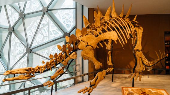 Shanghai luonnonhistoriallinen museo [huippuluokan luennoitsijan perusteellinen 2,5 tunnin opastus]