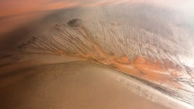 The Tidal Tree Landscape of the Qiantang River