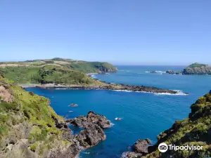 Tour Pinguineras