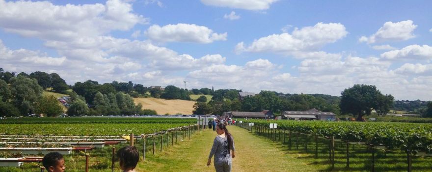 Parkside Farm Pick Your Own