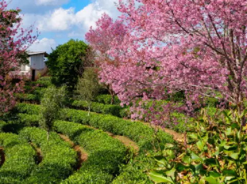 จีน Pu'er ชานิทรรศการ