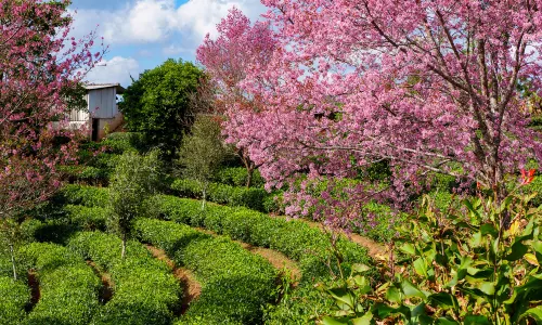 China Pu-Erh Tea Exhibition Garden