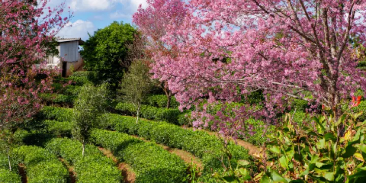 中華普洱茶博覽苑