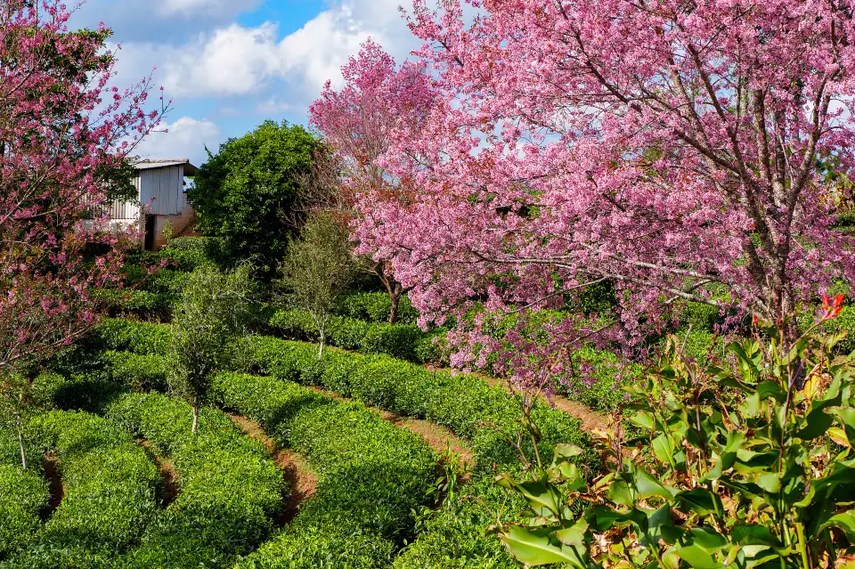 2_China Pu-Erh Tea Exhibition Garden