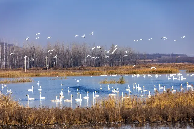 Bird watching in Shanxi Wetlands