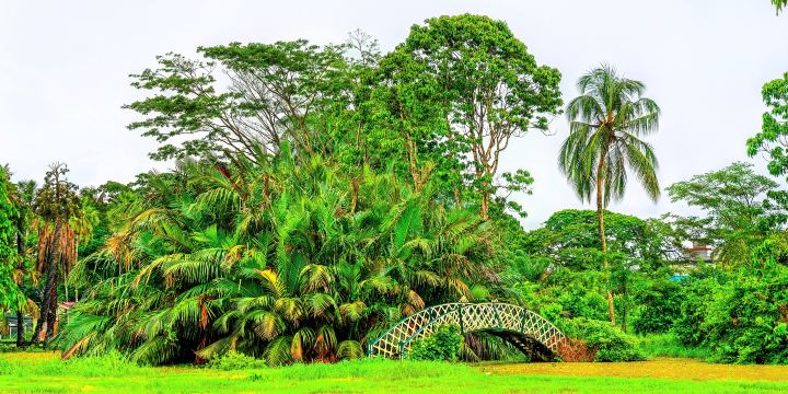 Guyana Botanical Gardens