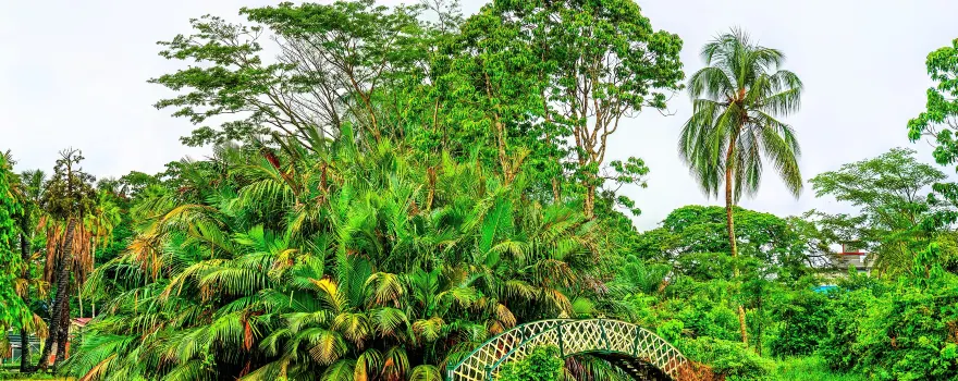 Guyana Botanical Gardens