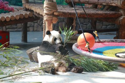 Xining Panda House