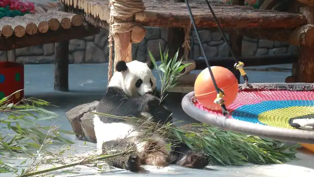 西寧熊貓館