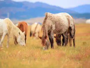 Chilechuan Grassland