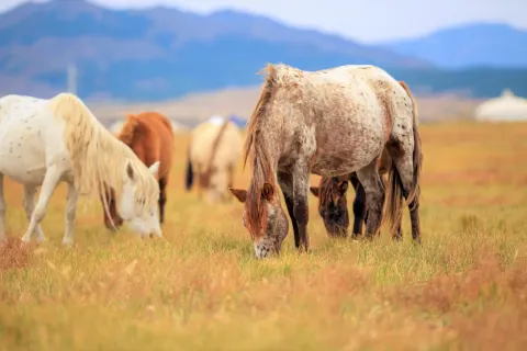 Chilechuan Grassland