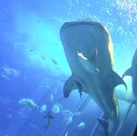 巨大水槽でおなじみ"美ら海水族館"﻿ ﻿