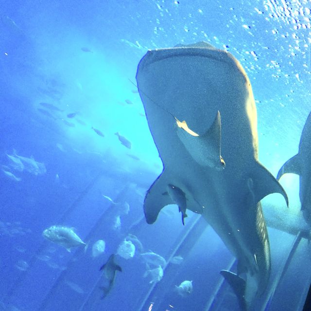 巨大水槽でおなじみ"美ら海水族館"﻿ ﻿